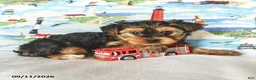 Yorkshire Terrier dogs for sale: Charmer - Ad 3