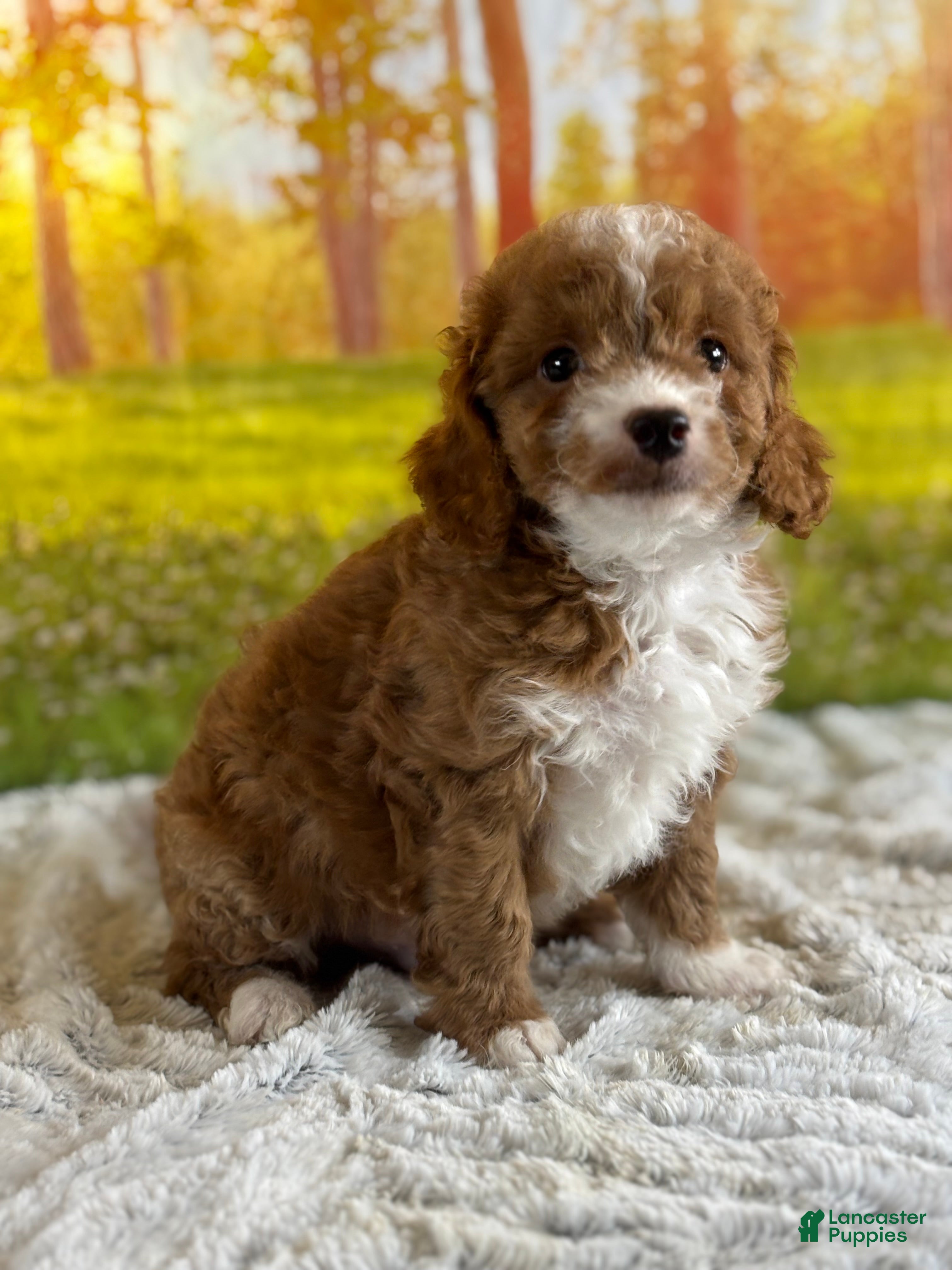 Mini Goldendoodle dogs Max - Ad 2