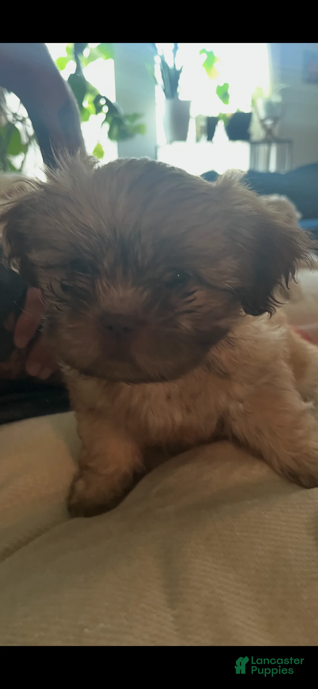Shih Tzu dogs for sale: Richie  - Ad 2
