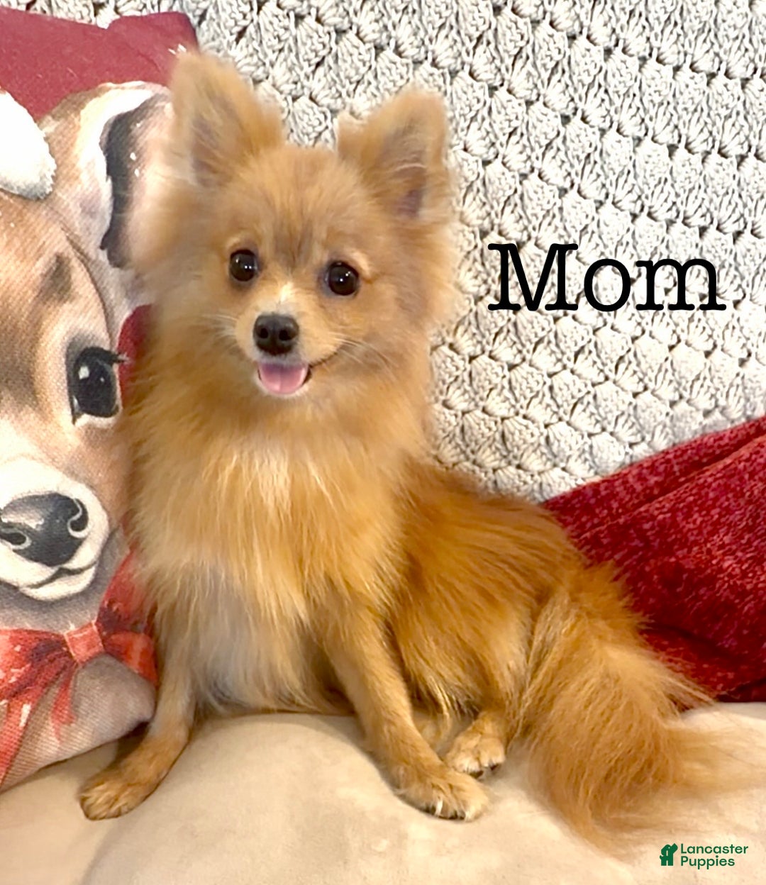 Pomeranian dogs for sale: Pomeranian Puppy 3 - Ad 7