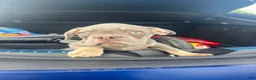 French Bulldog dogs for sale: French Bulldog 1 - Ad 2