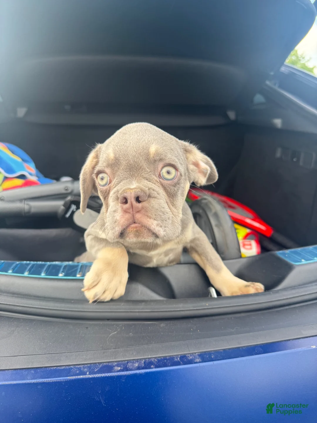French Bulldog dogs for sale: French Bulldog 1 - Ad 2