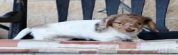 Miniature Dachshund dogs for sale: Skye - Ad 3