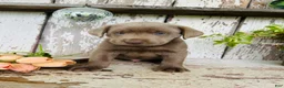 Labrador Retriever dogs for sale: Max  - Ad 2