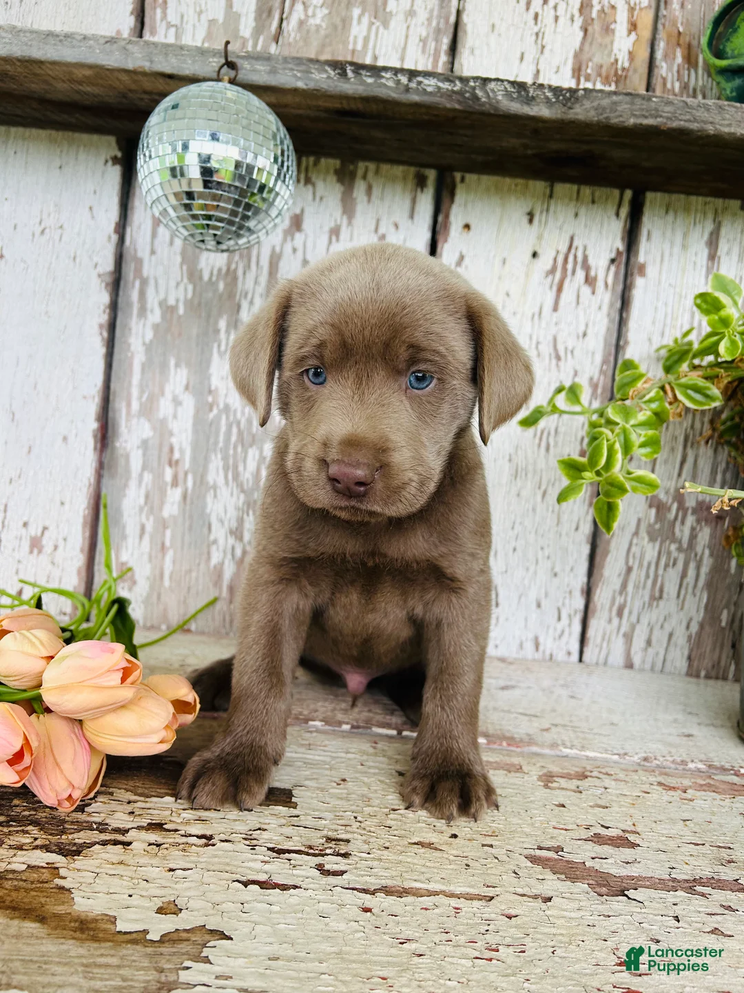 Labrador Retriever dogs for sale: Max  - Ad 2