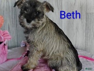 Miniature Schnauzer dogs - Ad 26