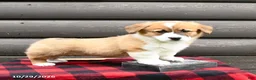 Welsh Corgi Pembroke dogs for sale: Millie - Ad 1