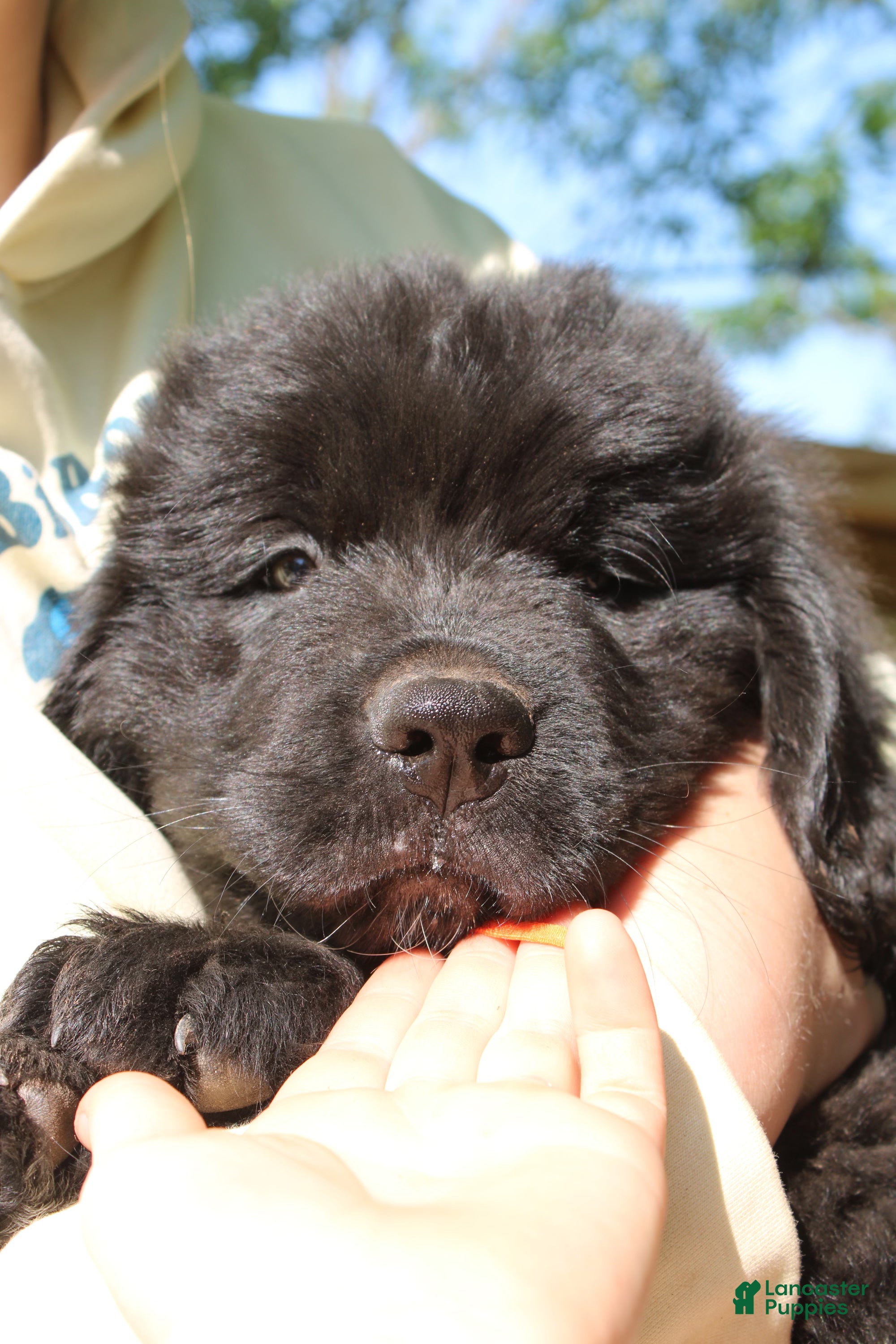 Newfoundland dogs FireFly - Ad 2