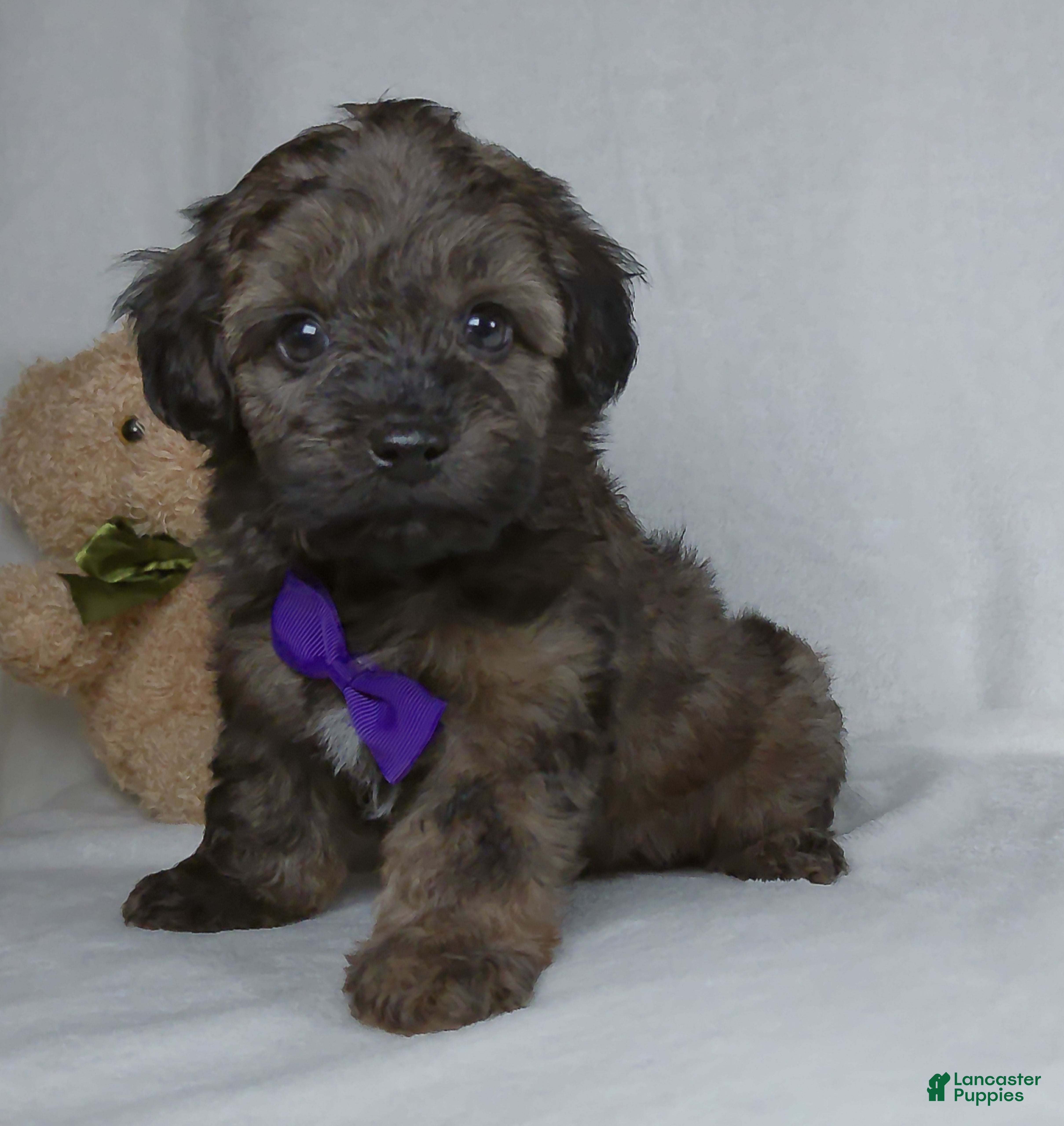 Yorkiepoo dogs Zach - Ad 2