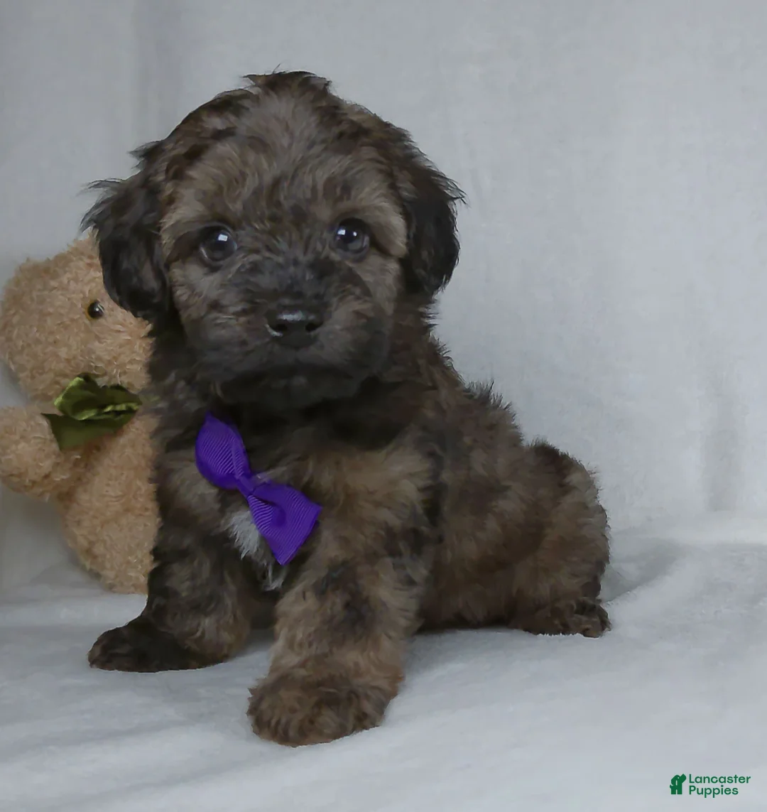 Yorkiepoo dogs for sale: Zach - Ad 2