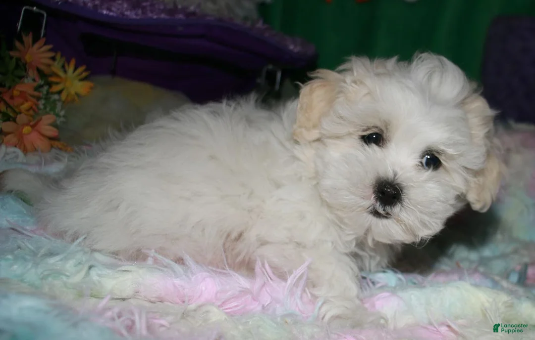 Shihpoo dogs for sale: Ariel - Ad 2