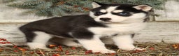 Siberian Husky dogs for sale: Lucy - Ad 4
