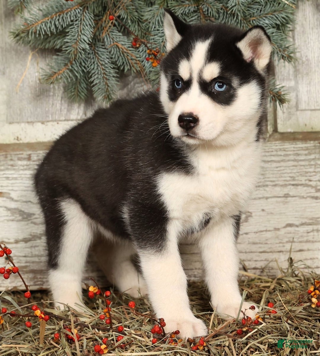 Siberian Husky dogs for sale: Lucy - Ad 4