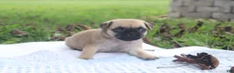 Pug dogs for sale: Leaf -female- - Ad 5