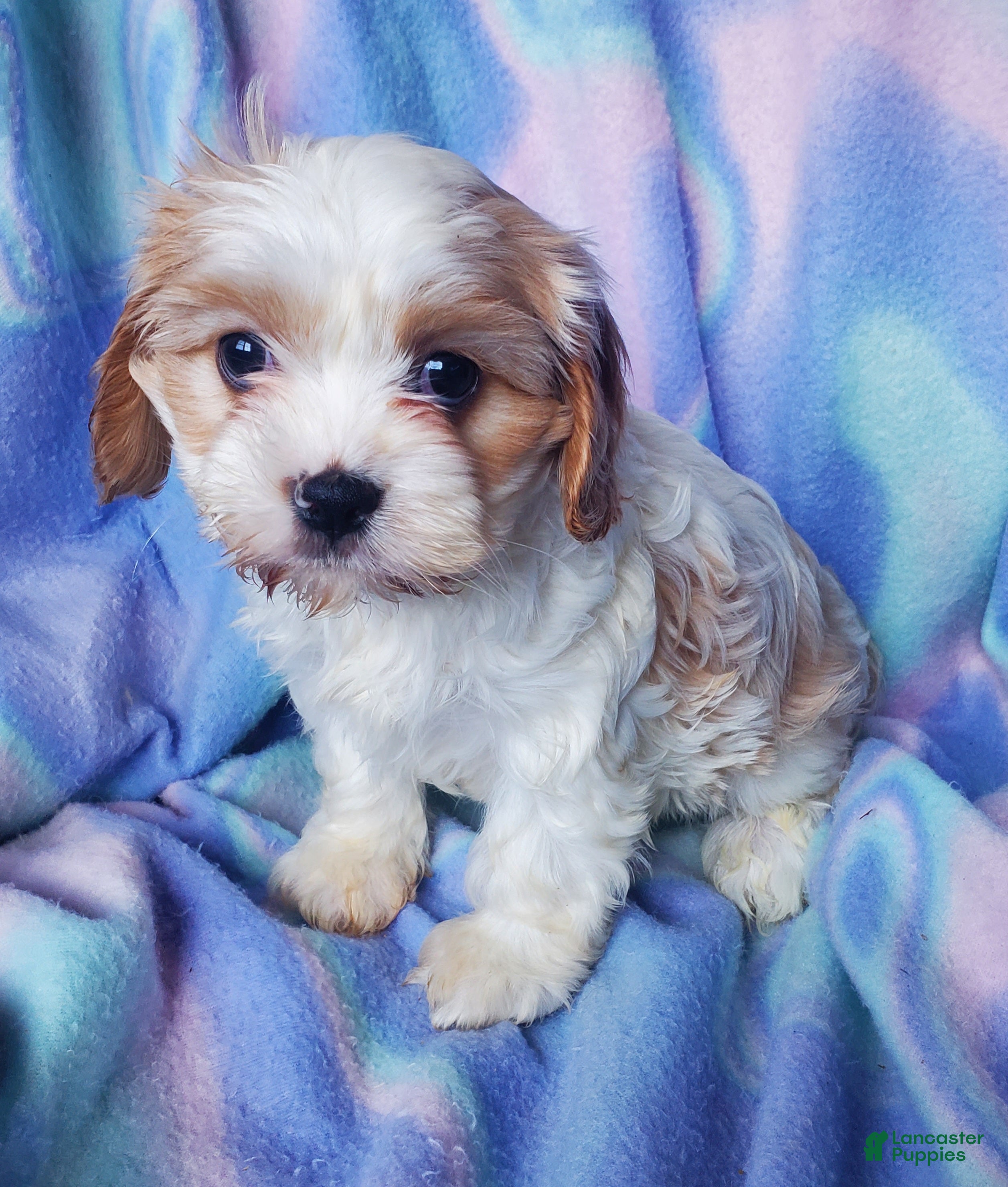Cavachon dogs Lucy  - Ad 2
