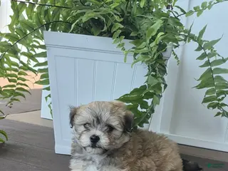 Havanese dogs Huckleberry - Ad 7