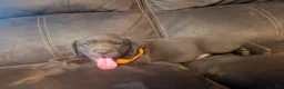 Labrador Retriever dogs for sale: Chocolate Female (Orange Collar) - Ad 2