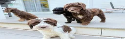 Mixed Breed dogs for sale: Luka Male - Ad 5