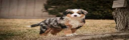 Bernedoodle dogs for sale: Penelope - Ad 11