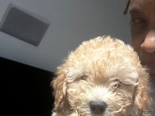 Maltipoo dogs - Ad 11