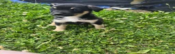 Mixed Breed dogs for sale: Mj - Ad 3