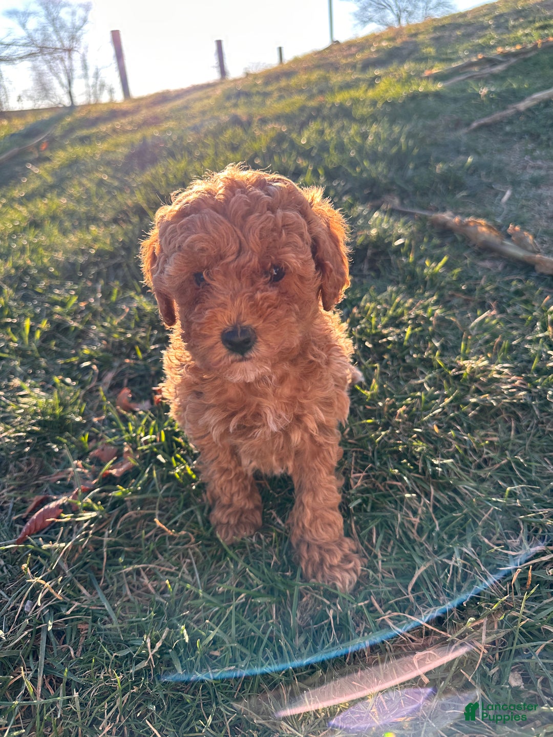Toy Poodle dogs for sale: Coco- AKC POTTY TRAINED - Ad 4
