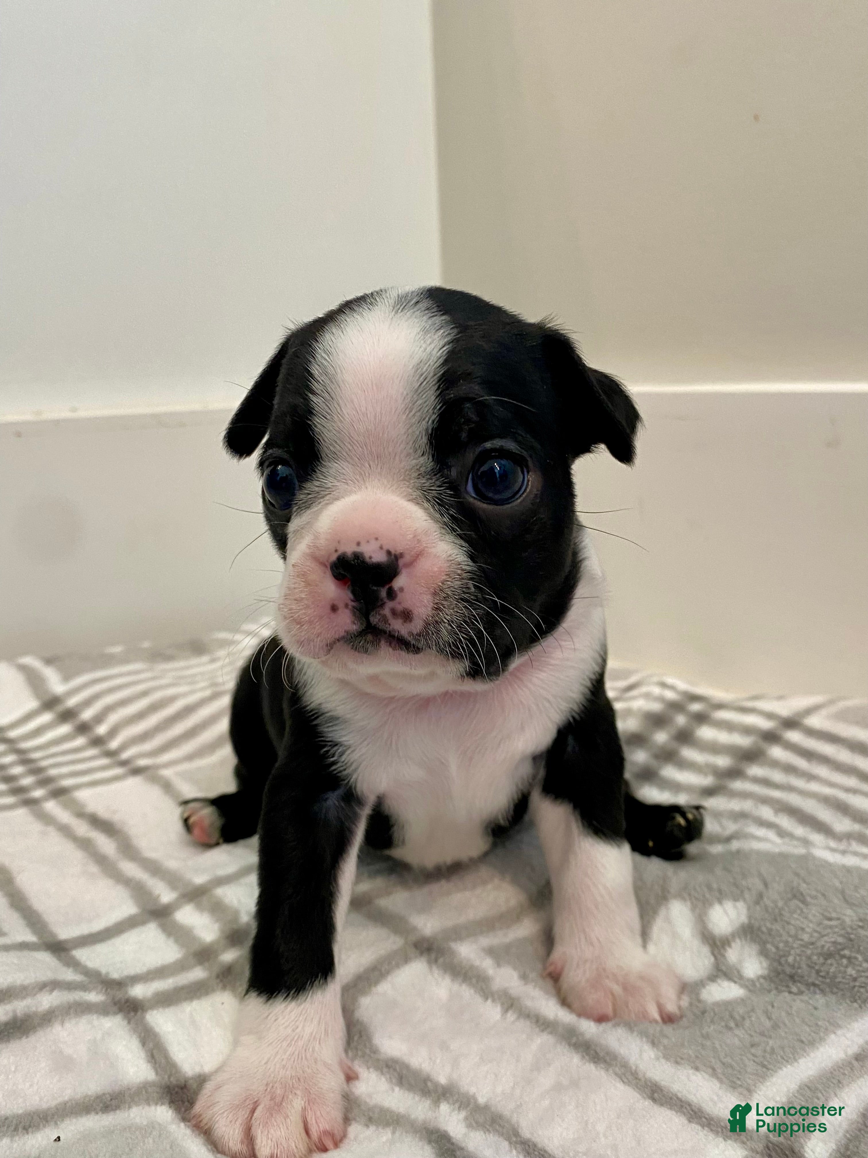 Boston Terrier dogs for sale: Boston Terrier Female 1 Puppy - Ad 4