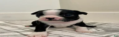 Boston Terrier Female 1 Puppy