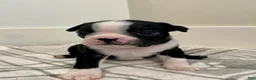 Boston Terrier dogs for sale: Boston Terrier Female 1 Puppy - Ad 1