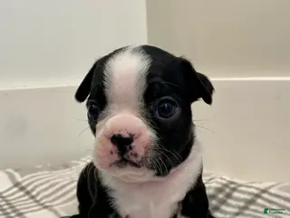 Boston Terrier dogs for sale: Boston Terrier Female 1 Puppy - Ad 4