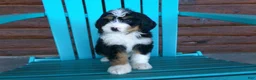 Mini Bernedoodle dogs for sale: Beth - Ad 2