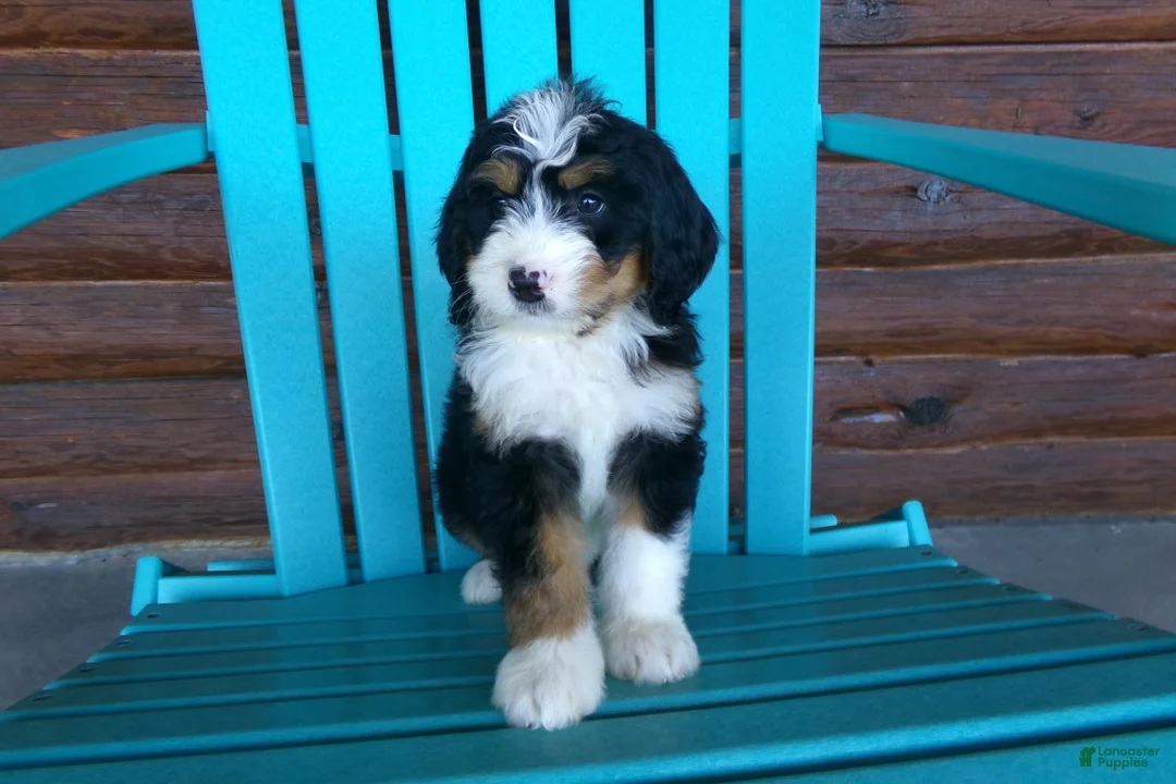Mini Bernedoodle dogs for sale: Beth - Ad 2