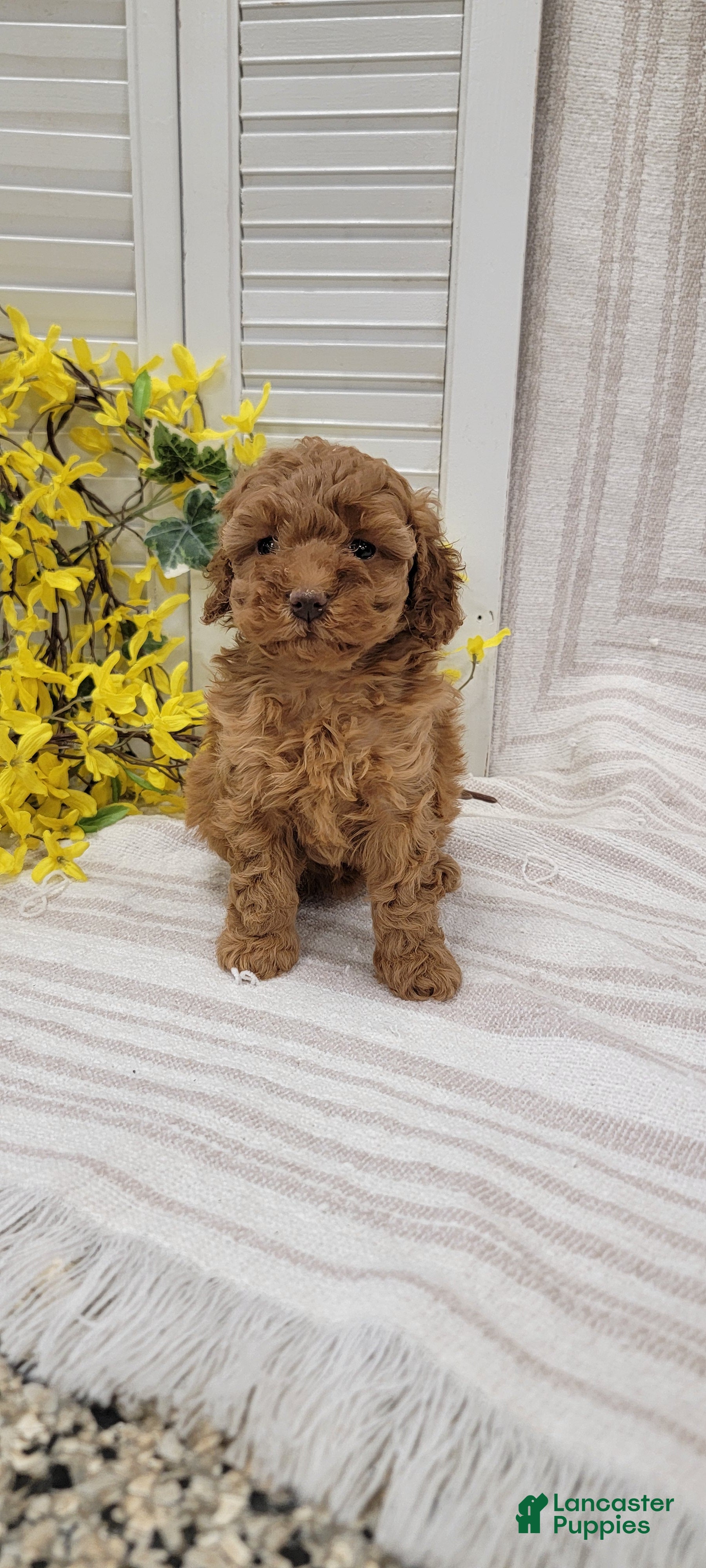 Toy Poodle dogs Sunshine  - Ad 1