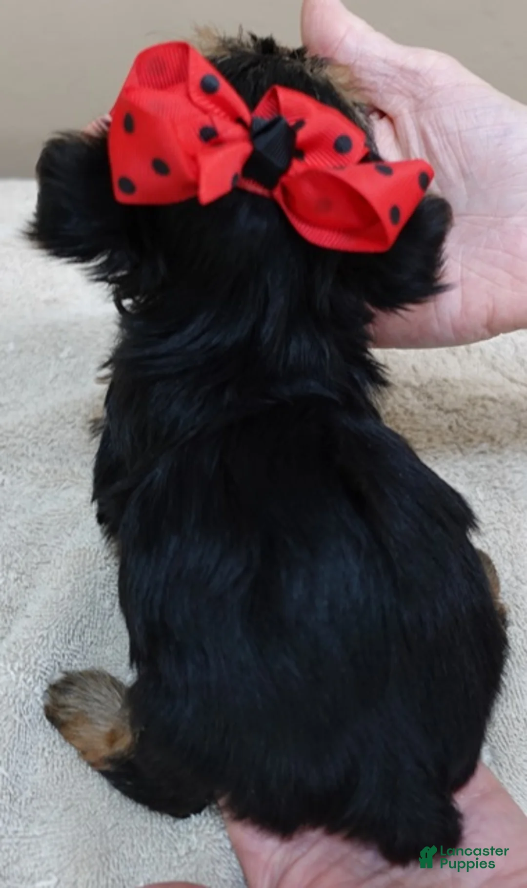 Yorkshire Terrier dogs for sale: Nutmeg 1 lb 5 ozs - Ad 7