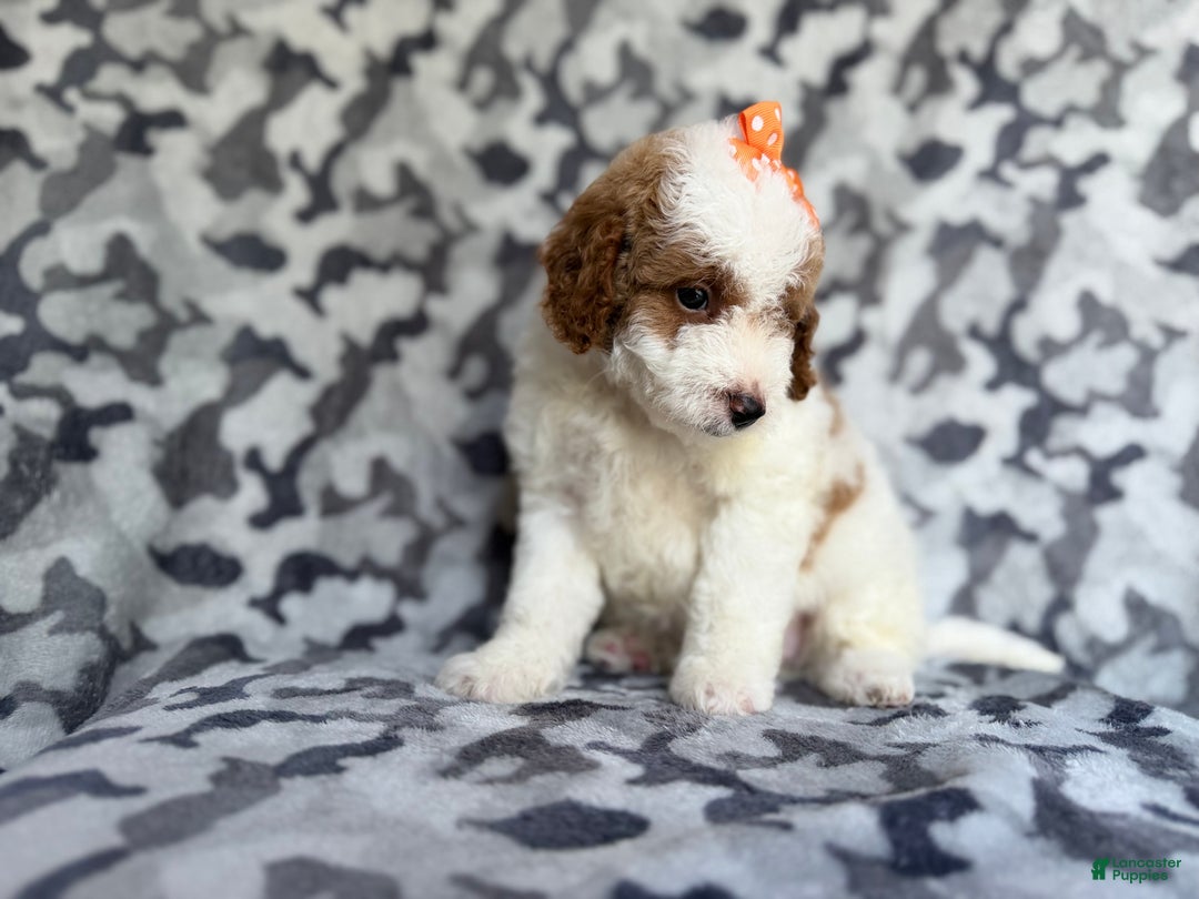 Cavapoo dogs for sale: Waffle - Ad 7