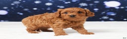 Cavapoo dogs for sale: Buster - Ad 4