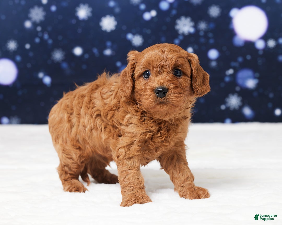 Cavapoo dogs for sale: Buster - Ad 4