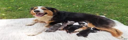 Australian Shepherd dogs for sale: Adam - Ad 16