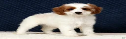 Cavapoo dogs for sale: Easton - Ad 3
