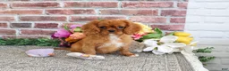 Cavalier King Charles Spaniel dogs for sale: Dreamer - Ad 4