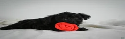 Yorkiepoo dogs for sale: Ammon - Ad 4