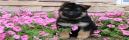German Shepherd dogs for sale: Holly - Ad 3