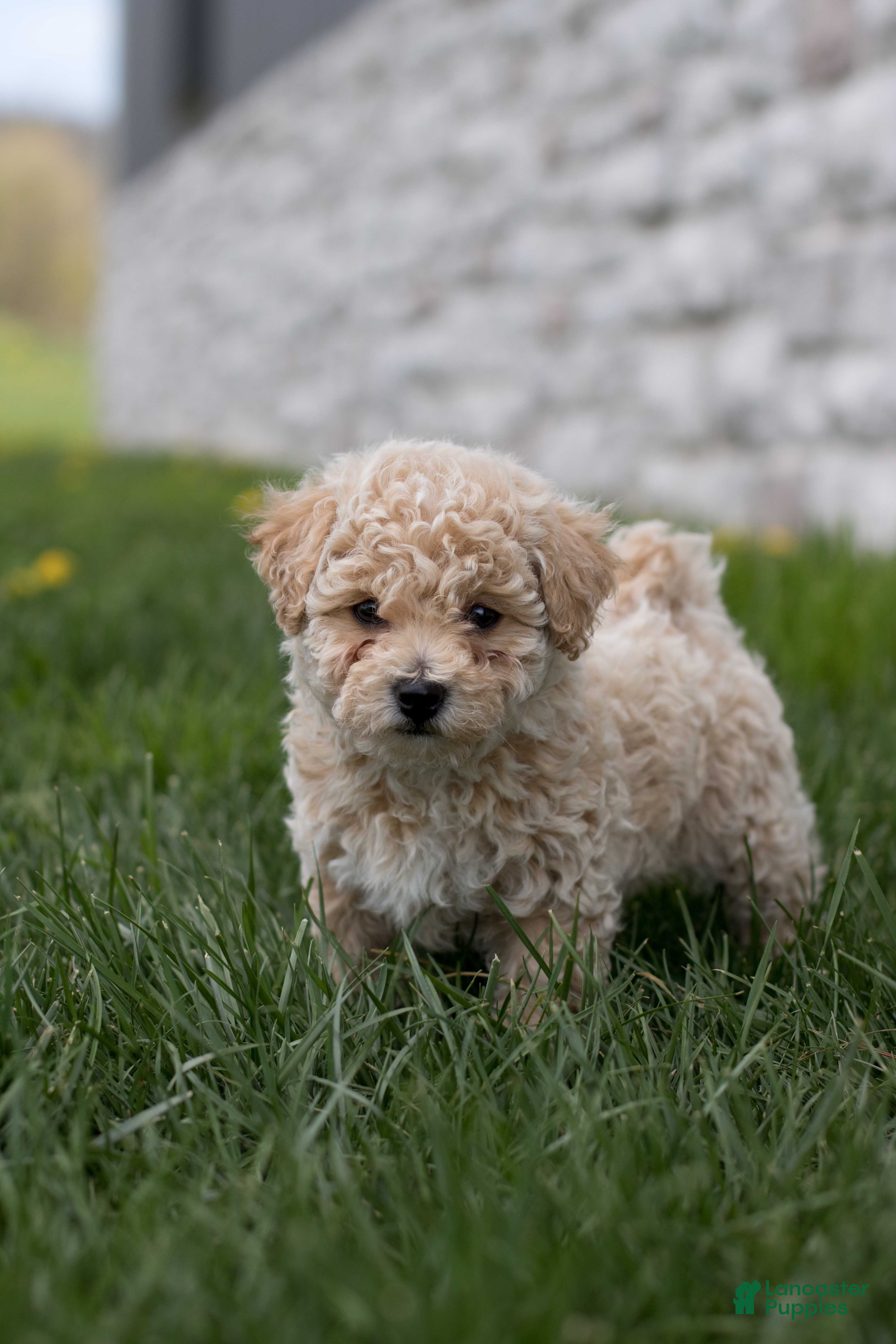 Bichpoo dogs Beau - Ad 2