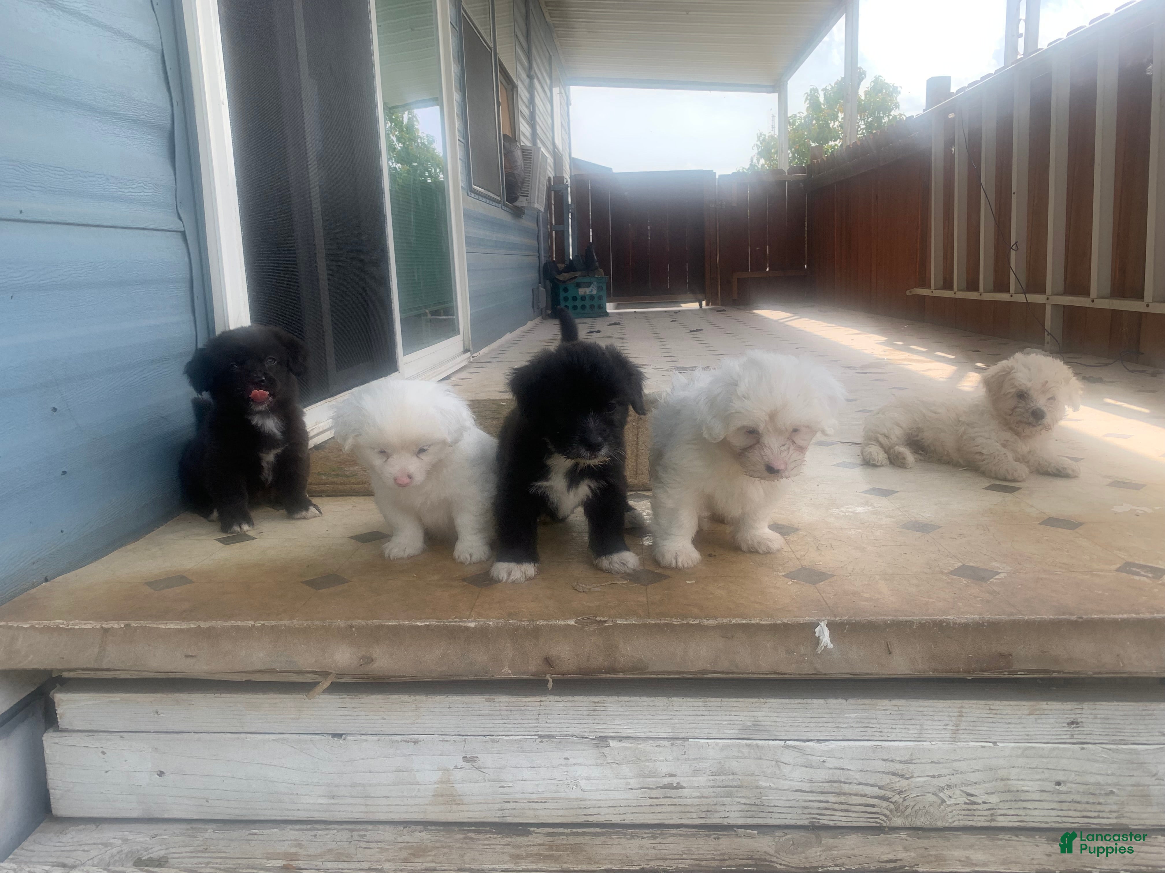 Coton De Tulear dogs Coton De Tulear Puppy 5 - Ad 2