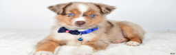 Miniature Australian Shepherd dogs for sale: Patrick - Ad 9