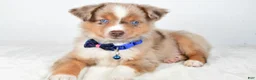 Miniature Australian Shepherd dogs for sale: Patrick - Ad 9