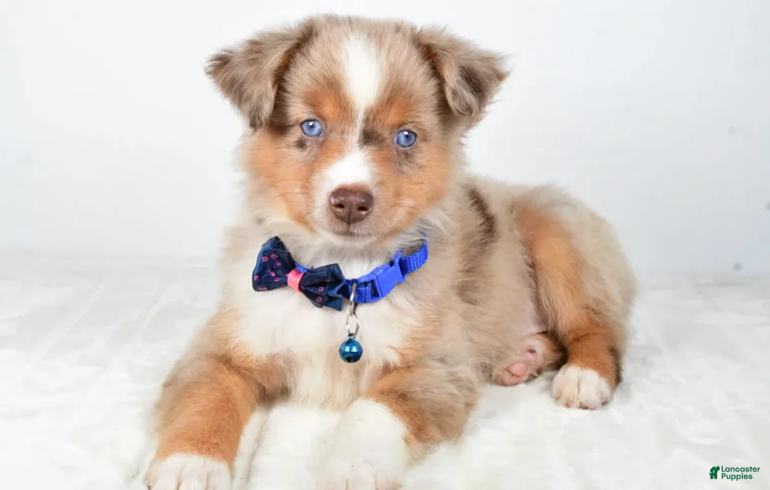 Miniature Australian Shepherd dogs for sale: Patrick - Ad 9