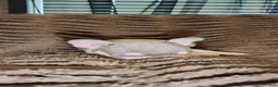 French Bulldog dogs for sale: Huey - Ad 4