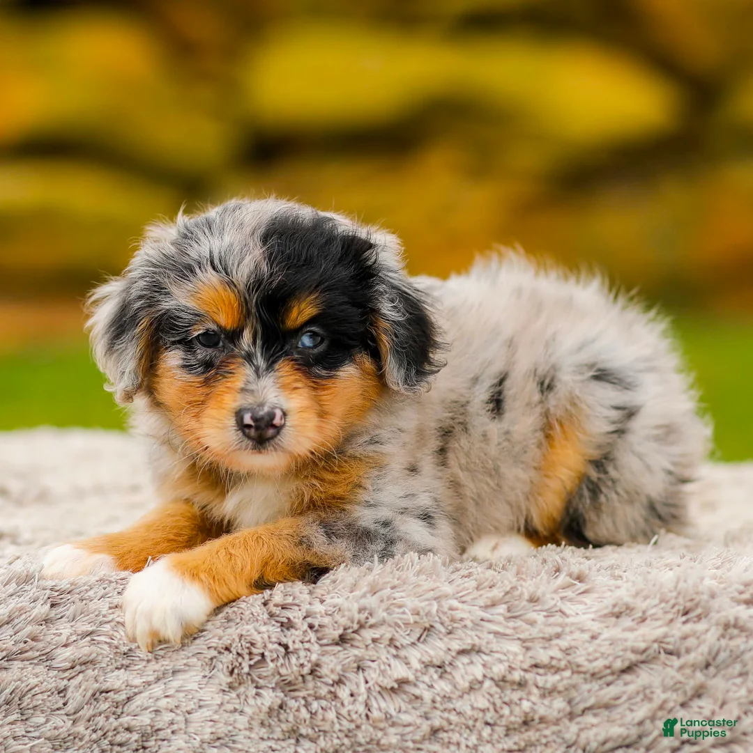 Mini Aussiedoodle dogs for sale: Heather - Ad 1