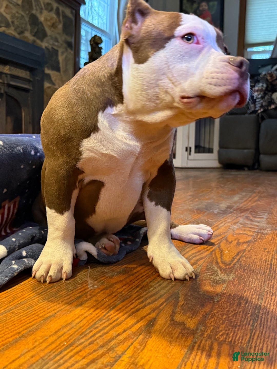 American Bully dogs for sale: Choco/White Female  - Ad 13